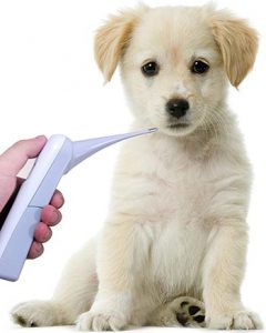 Termometro per cani: misurare la febbre al tuo 4 zampe